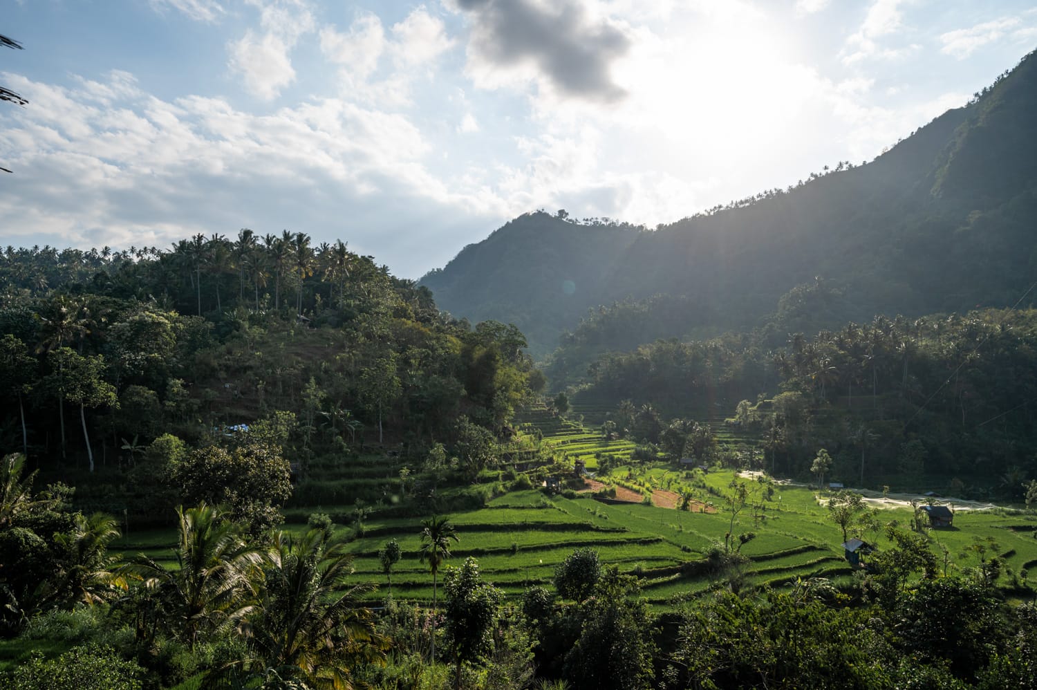 Ausblick auf die grünen Berina Rice Terrace in Amed auf Bali
