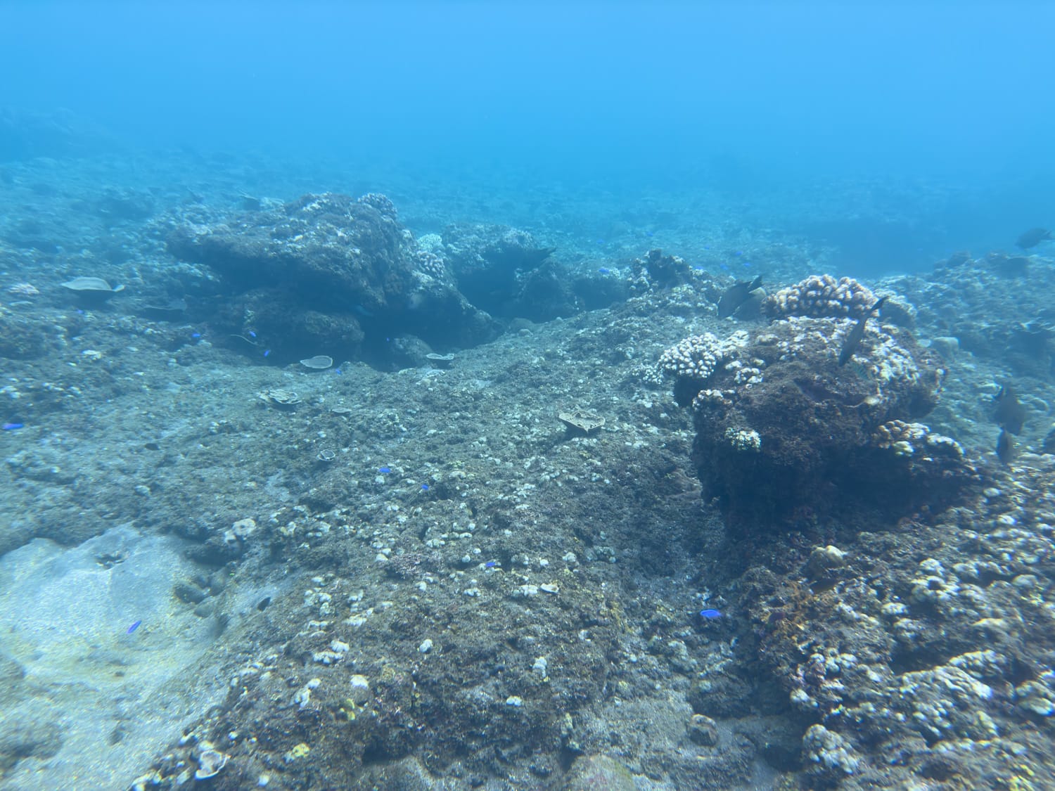abgestorbene Korallen beim Schnorcheln in Amed auf Bali