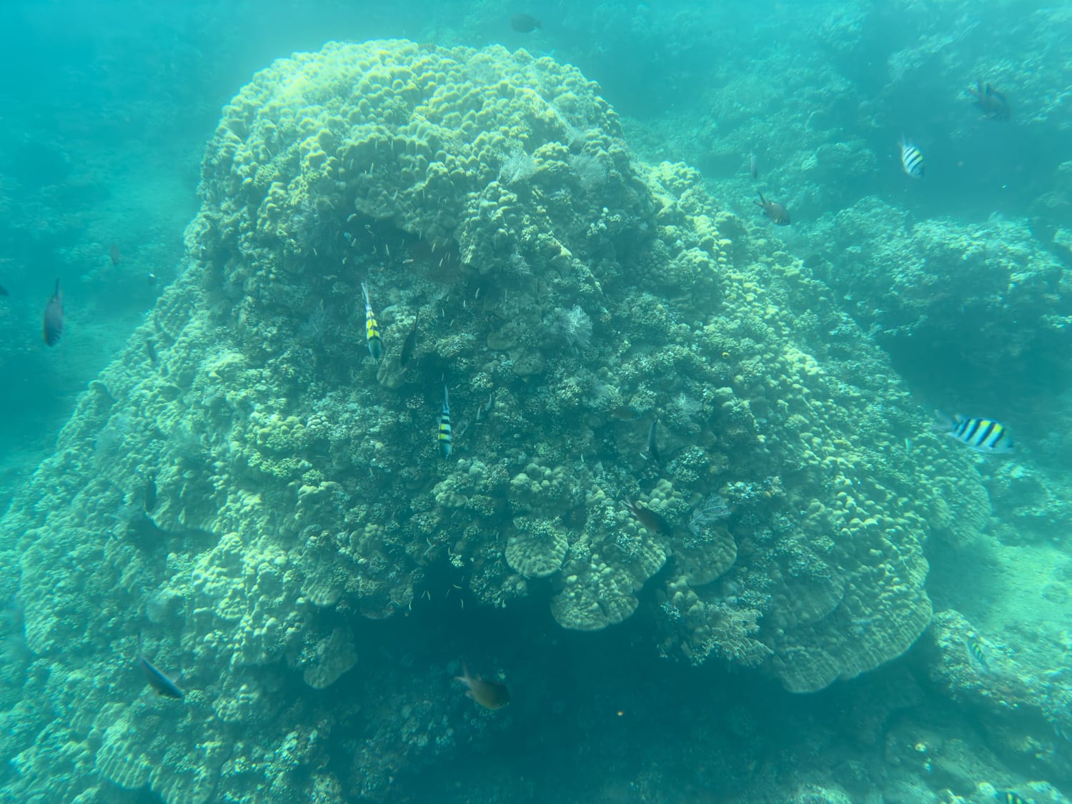 Korallen beim Schnorcheln an den Pyramids in Amed auf Bali
