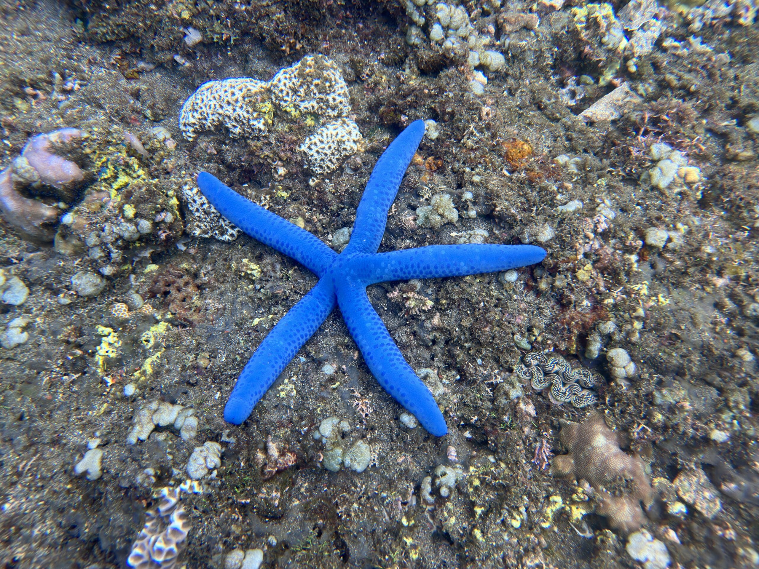 Seestern beim Schnorcheln in Amed auf Bali