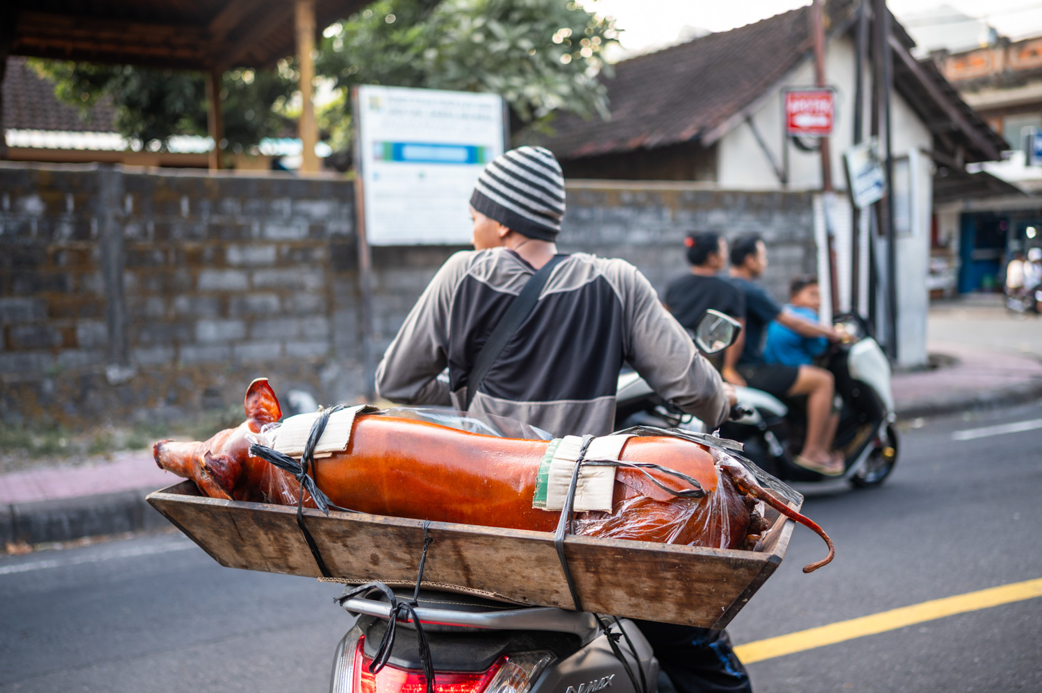 Bali Belly (5) Rollerfahrer transportiert ein Babi Guling Schwein auf Bali ohne Kühlung