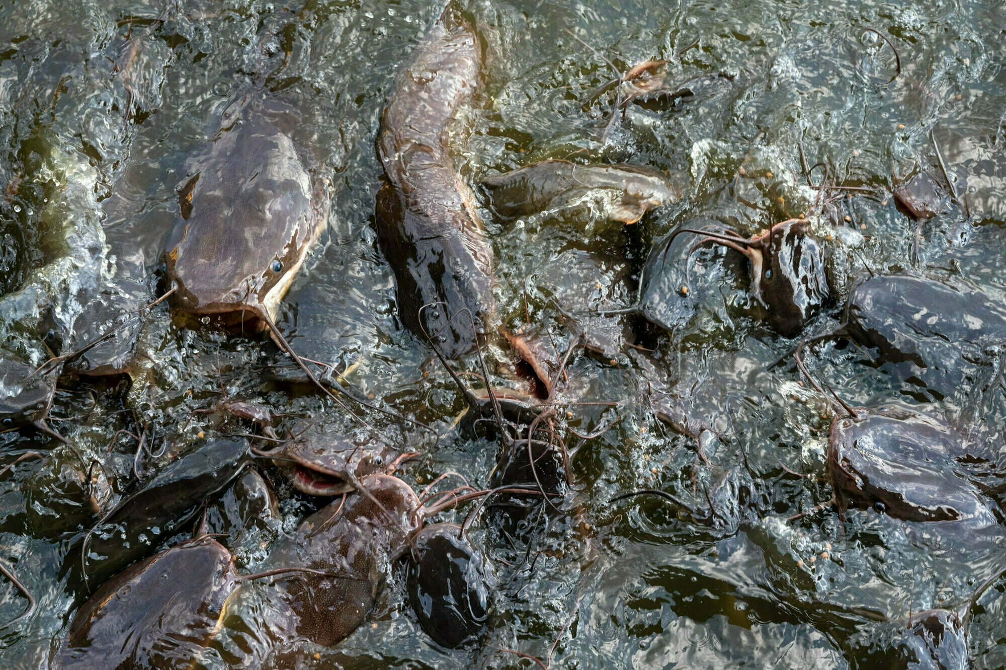 Welse werden im Wat Jet Lin in Chiang Mai gefüttert