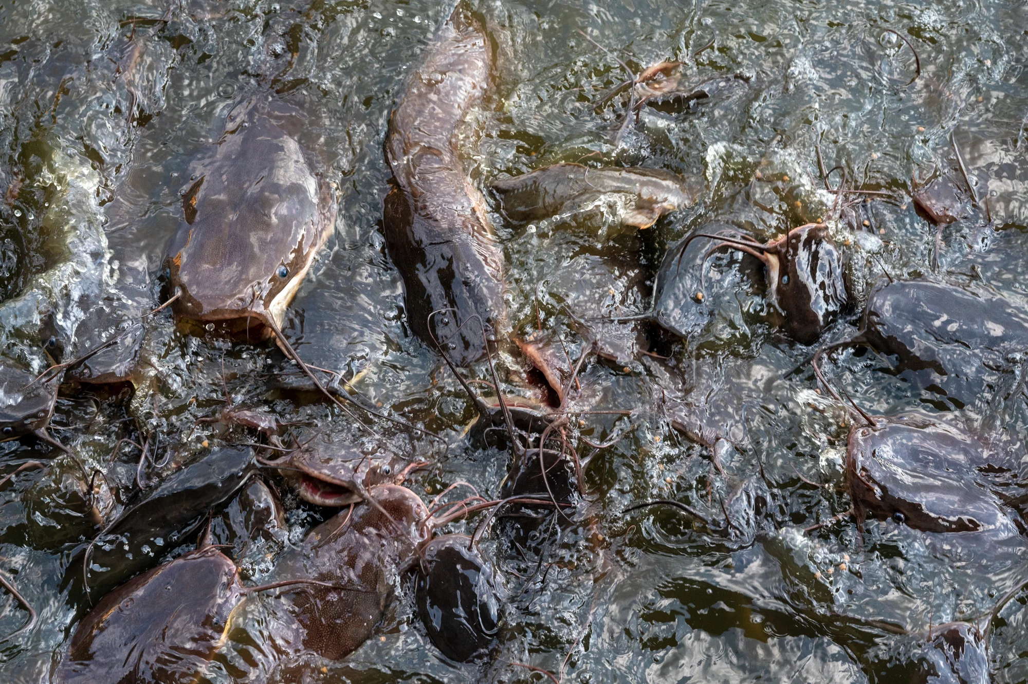 Welse füttern im Wat Jet Lin in Chiang Mai Welse werden im Wat Jet Lin in Chiang Mai gefüttert