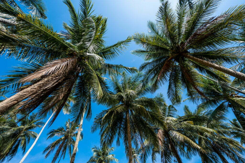 palmen auf koh phangan