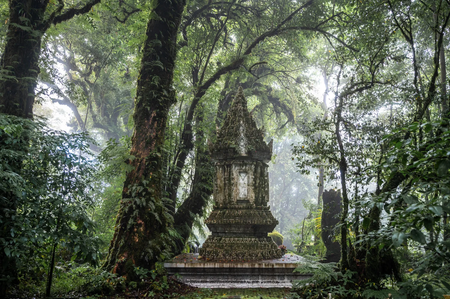 Nebelwald auf dem Gipfel des Doi Inthanon