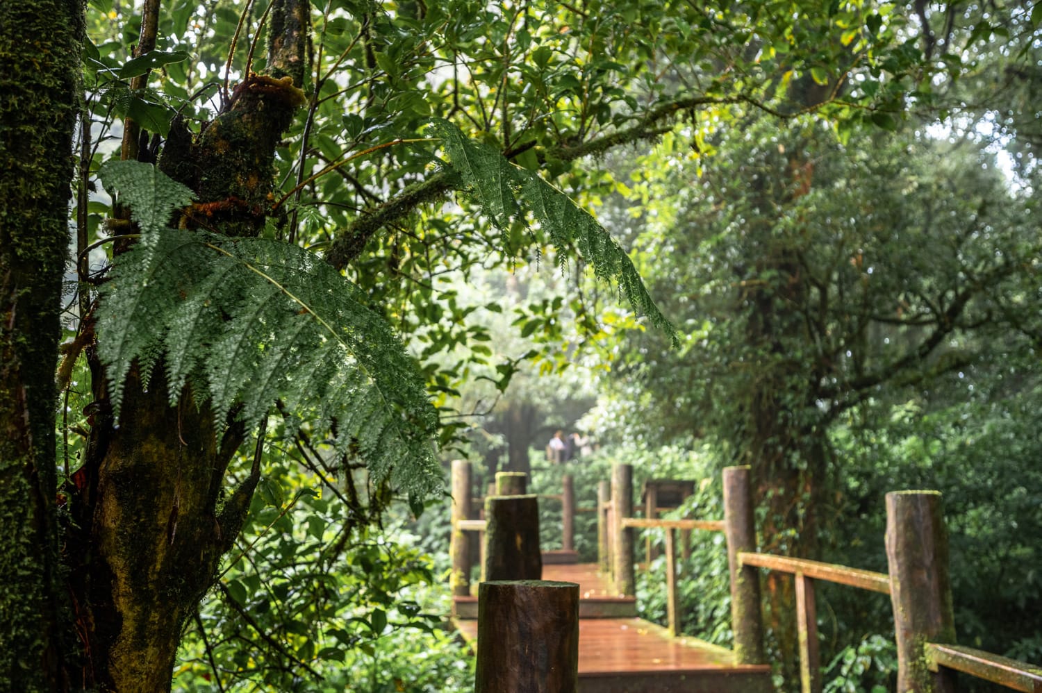 Doi Inthanon Nationalpark (8) Stege des Ang Ka Luang Nature Trail im Doi Inthanon Nationalpark