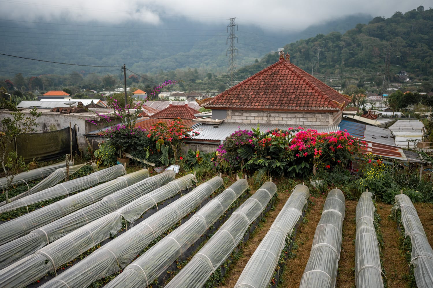 Erdbeerplantage in Bedugul in Munduk auf Bali