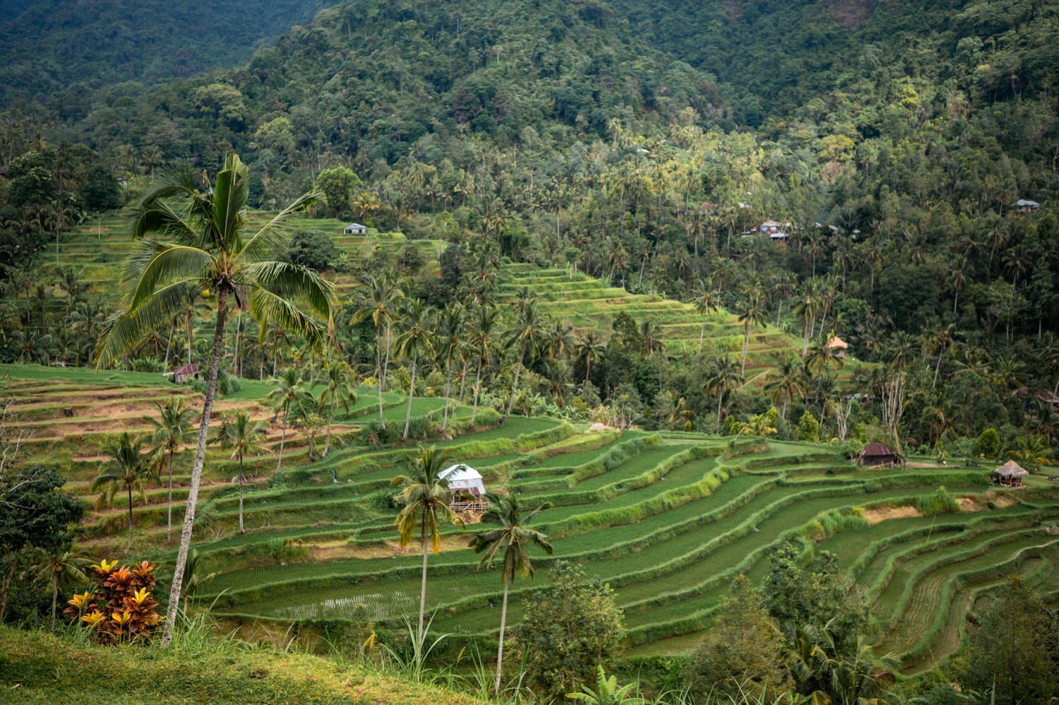 Ausblick auf die Fiji Reisterrassen in Lemukih bei Munduk auf Bali