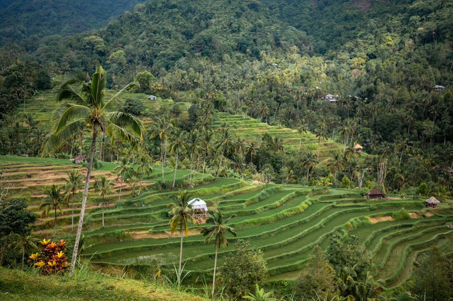 Fiji Reisterrassen Bali Ausblick auf die Fiji Reisterrassen in Lemukih bei Munduk auf Bali