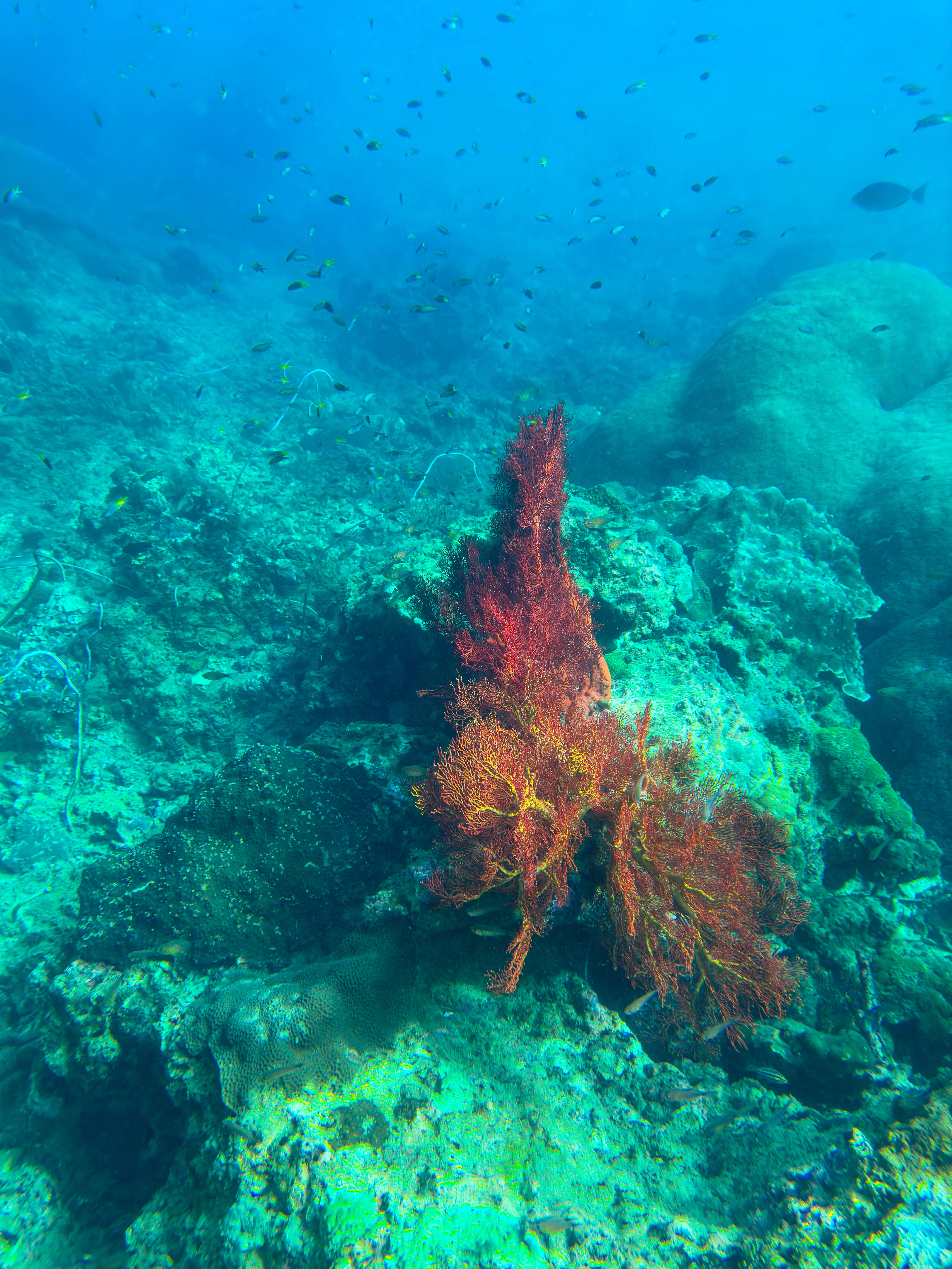 Koralle beim Schnorcheln vor Koh Kradan