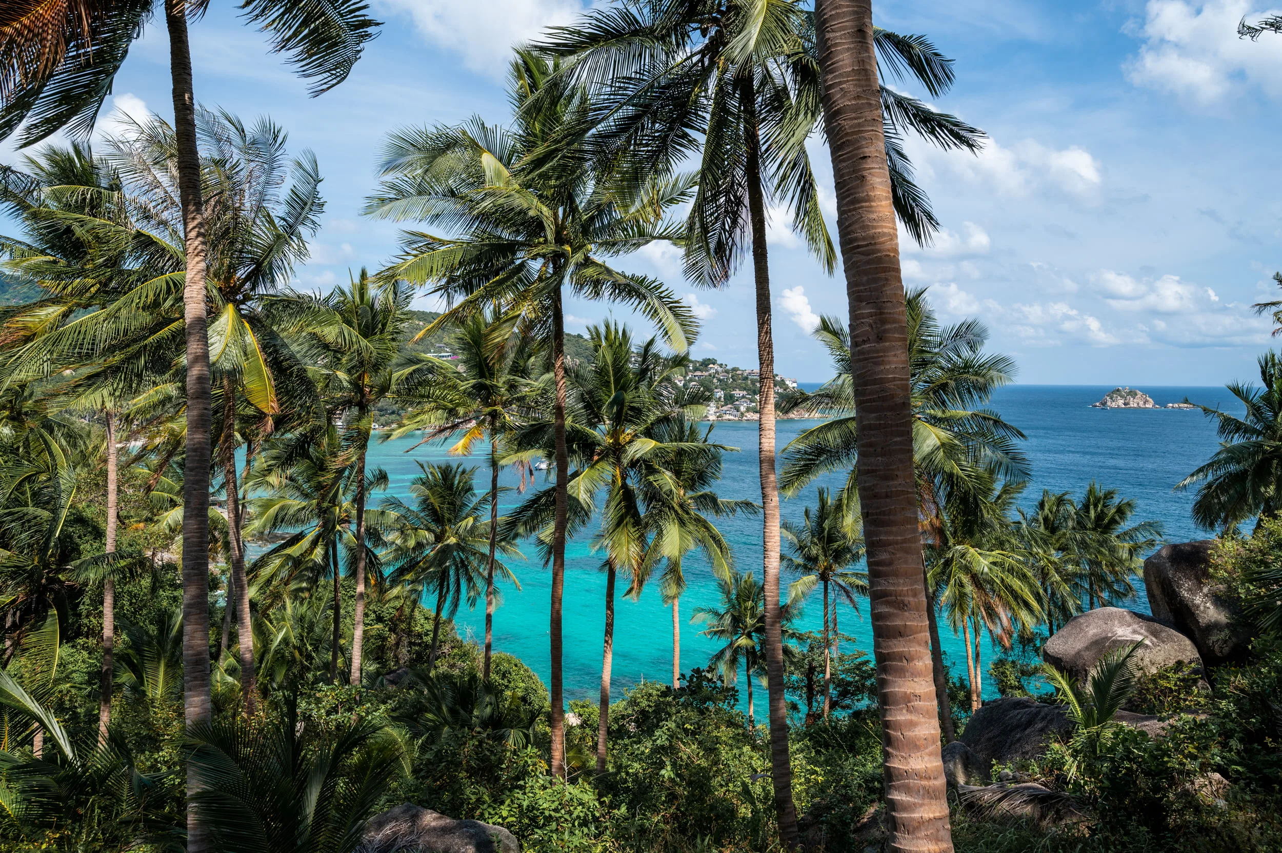 Palmen entlang des Aufstieges zum John Suwan Viewpoint auf Koh Tao