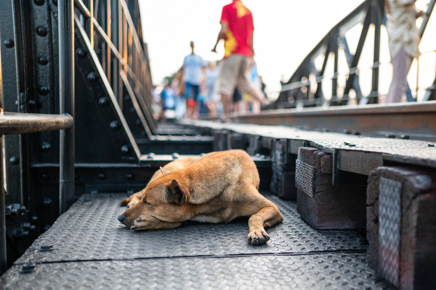 Kanchanaburi (35) Schlafender Hund auf der River Kwai Bridge