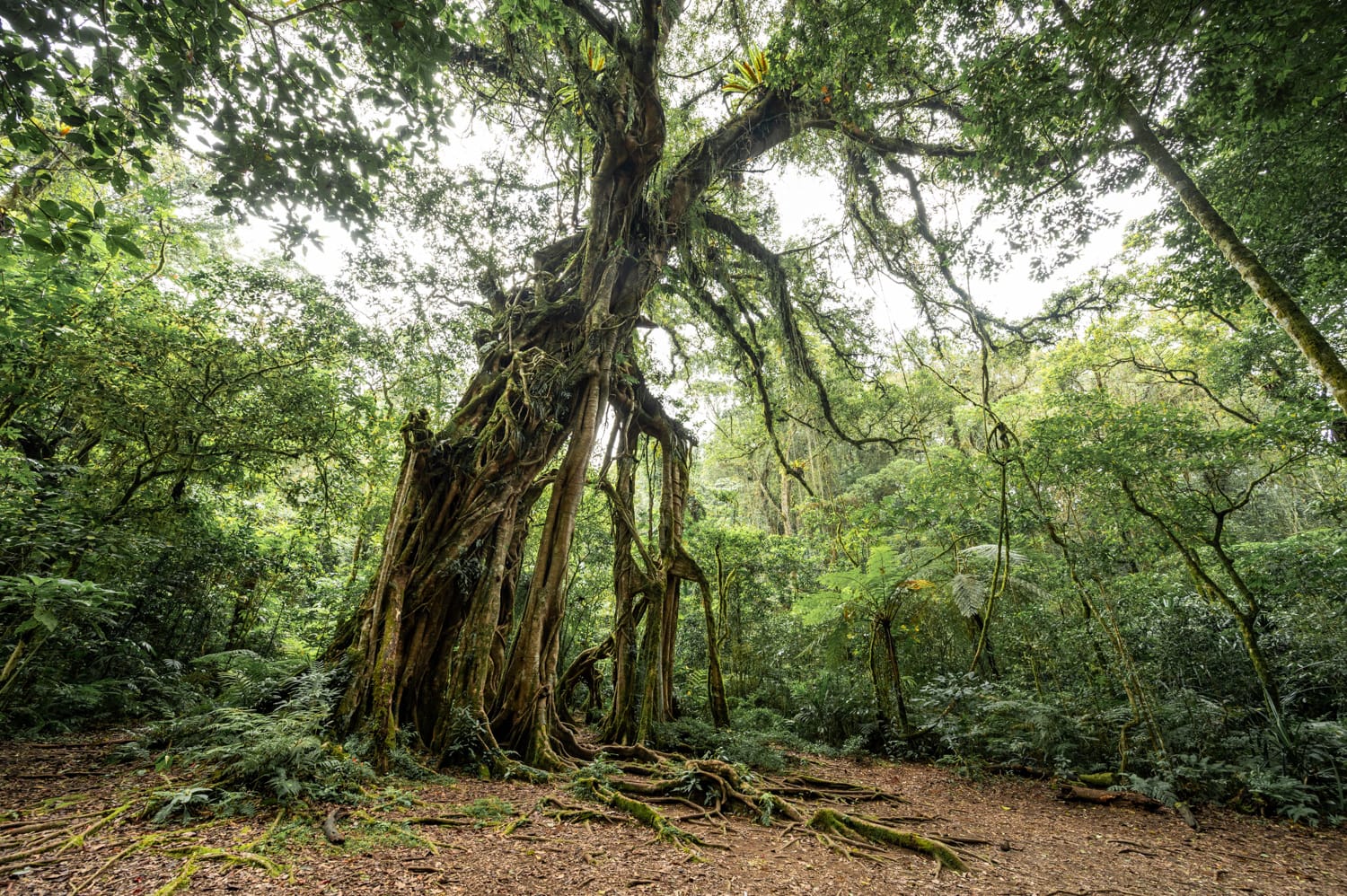 Giant Ficus Tree im botanischen Garten Kebun Raya auf Bali