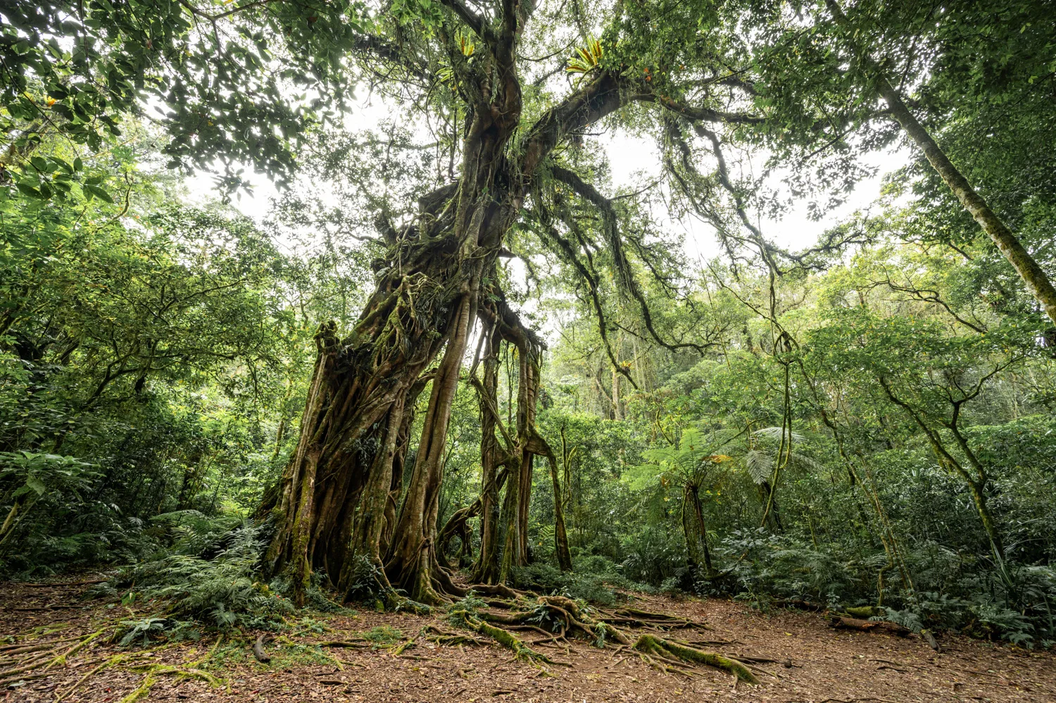 Kebun Raya Bali (2) Giant Ficus Tree im botanischen Garten Kebun Raya auf Bali