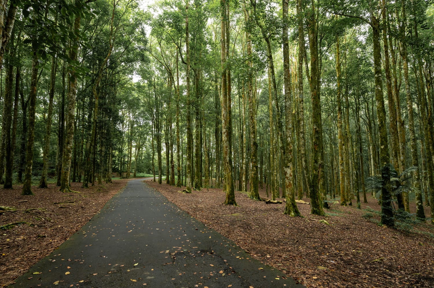 Wald im botanischen Garten Kebun Raya auf Bali