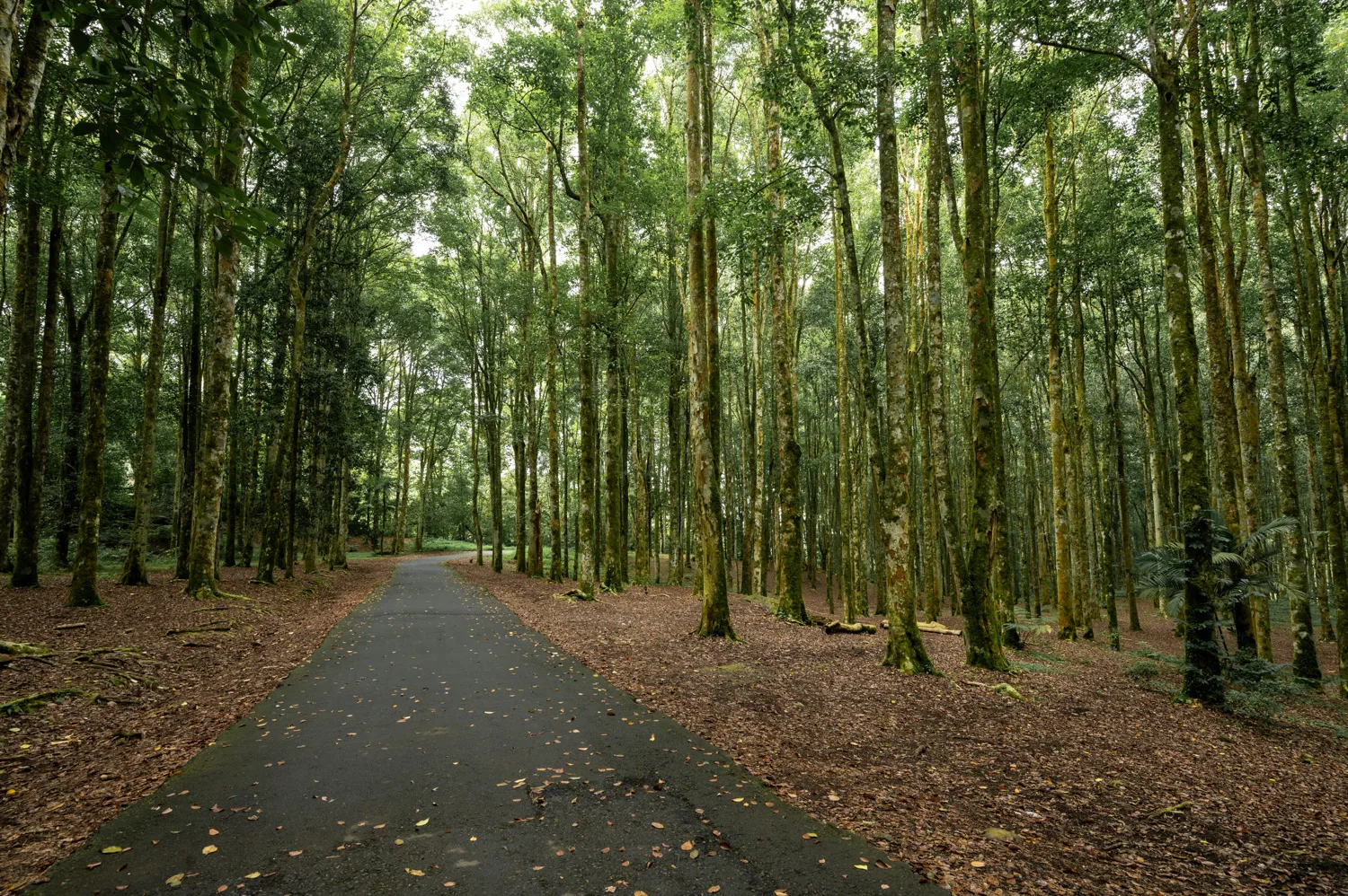 Kebun Raya Bali (3) Wald im botanischen Garten Kebun Raya auf Bali