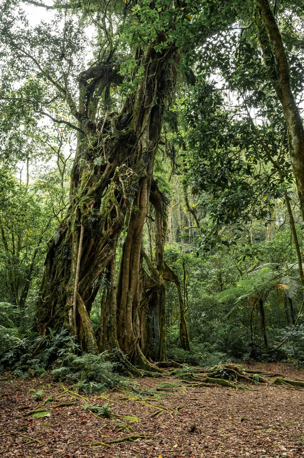 Kebun Raya Bali (4) Giant Tree im botanischen Garten Kebun Raya auf Bali