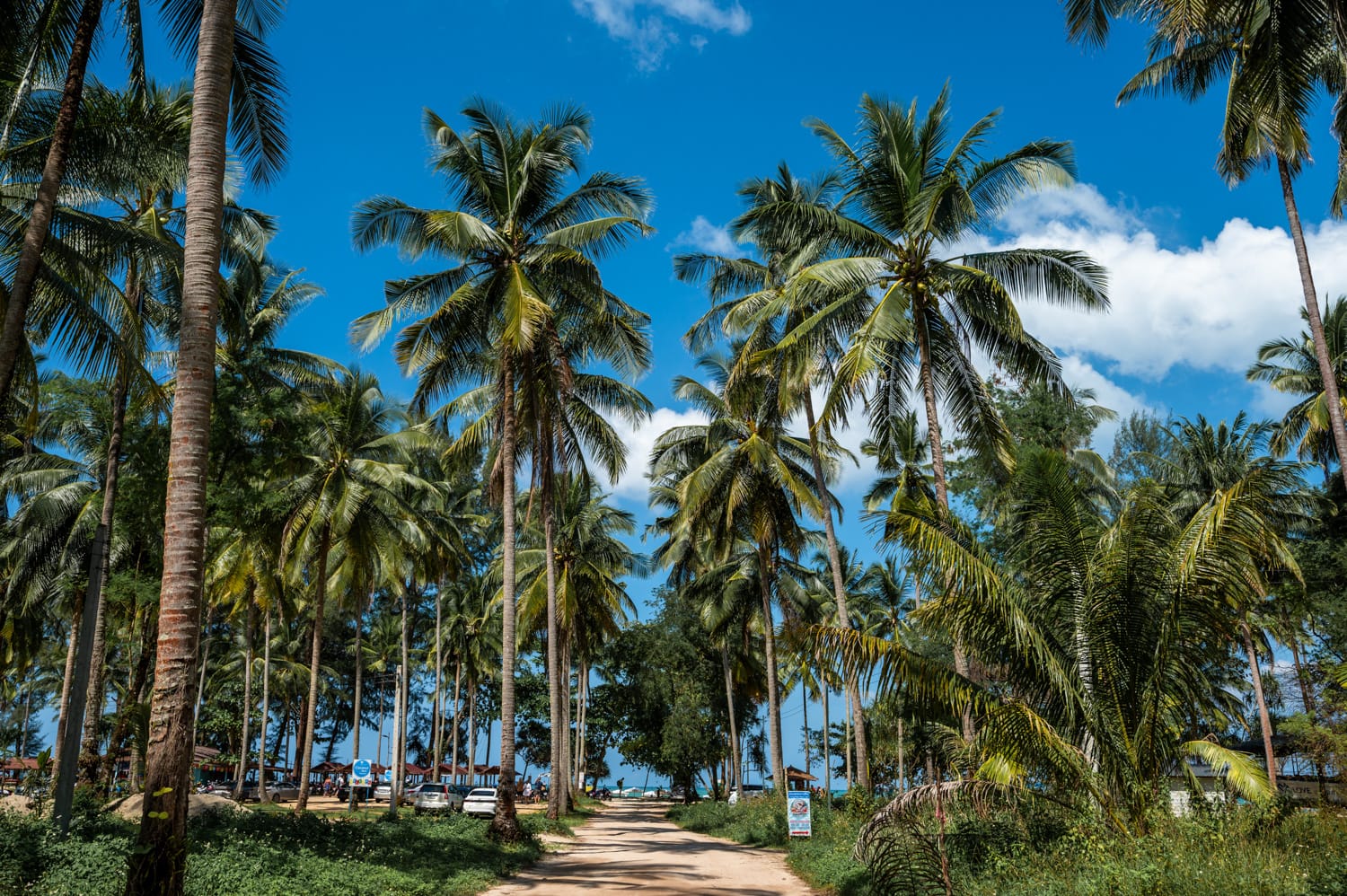 Khao Lak Strände (6) Palmenhain entlang der Straße zum Coconut Beach in Khao Lak