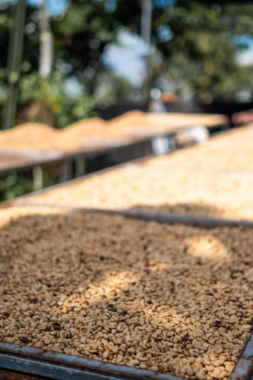 Kintamani Bali (3) Kaffeebohnen in der Bali Bans Plantation