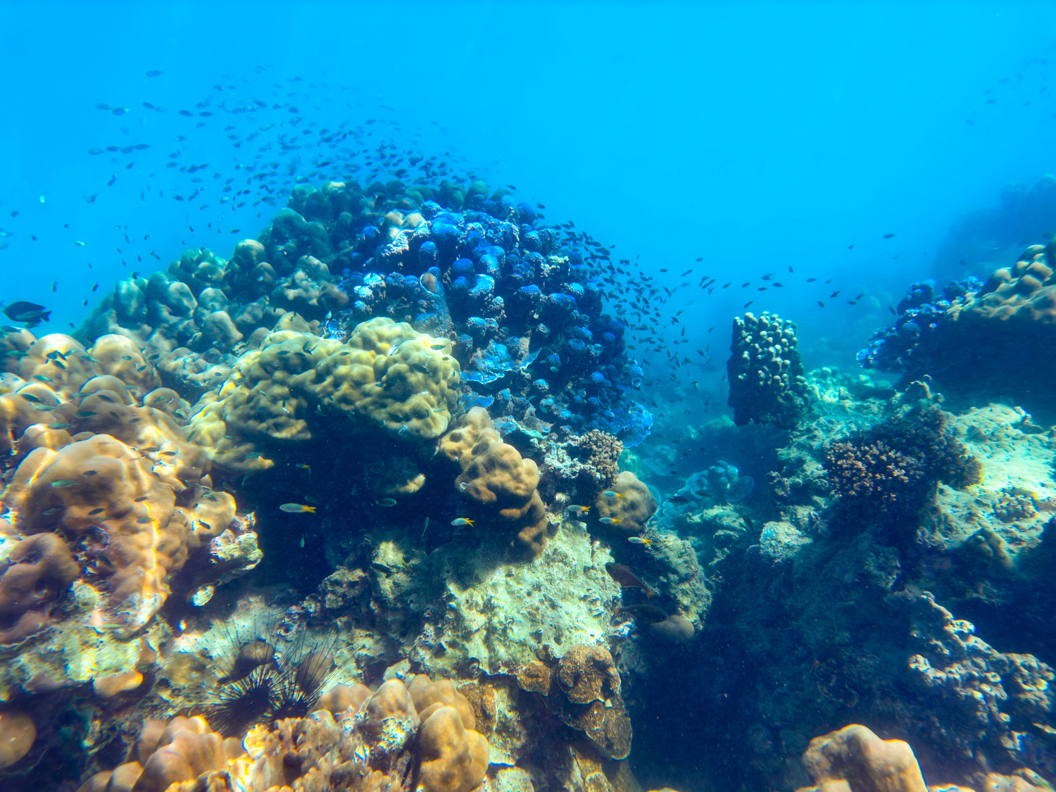 Koh Kradan (2) Bunte Korallen beim Schnorcheln auf Koh Ngais Nachbarinseln