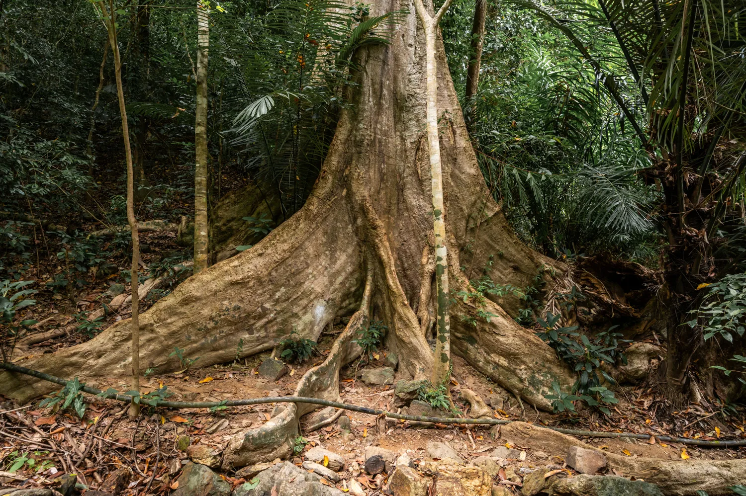Der älteste Baum auf Koh Lanta