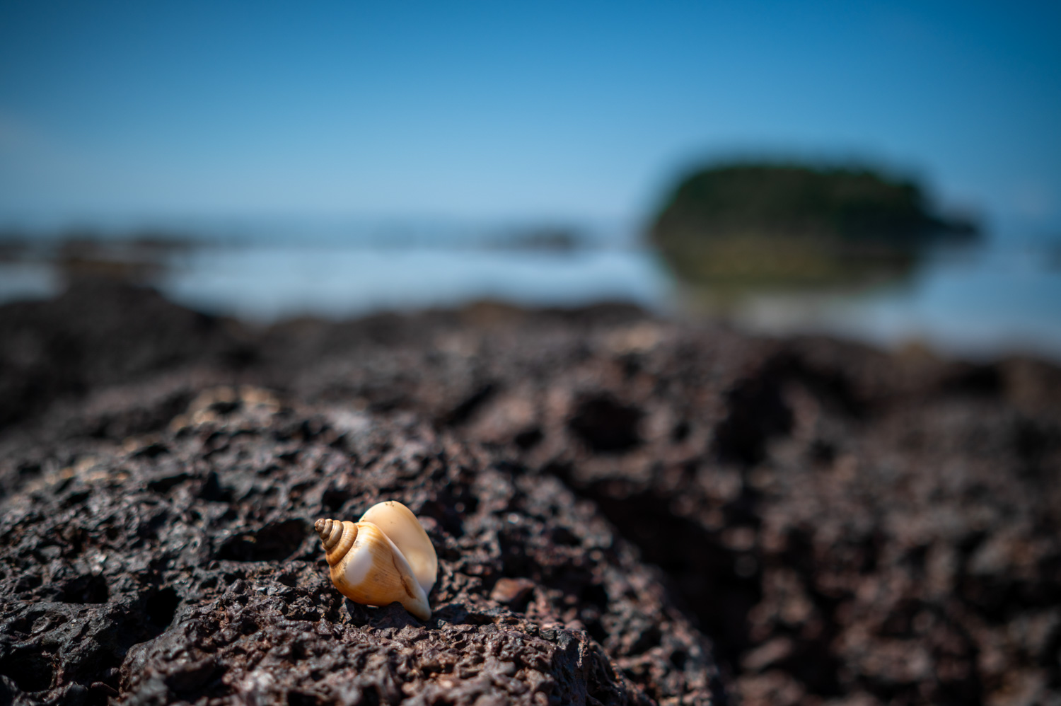 Koh Libong (25) Felsen und Muscheln bei Ebbe am Lang Khao Beach auf Koh Libong