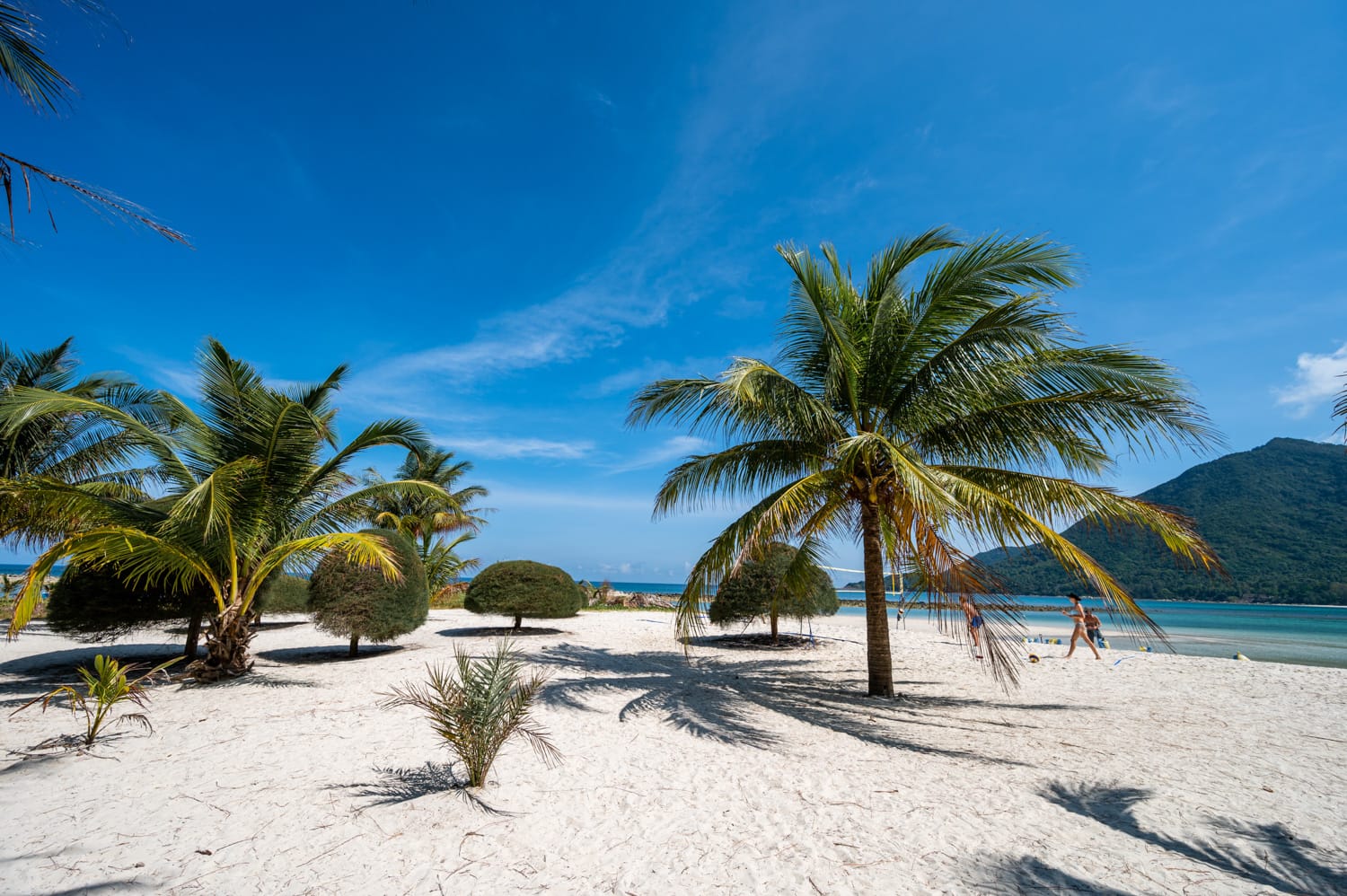 Palmen am Malibu Beach auf Koh Phangan