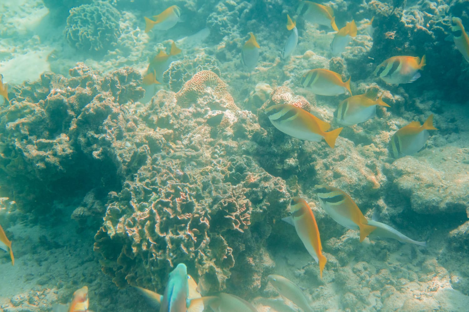 Koh Phangan Sehenswürdigkeiten (1) Schlechte Sicht beim Schnorcheln auf Koh Phangan
