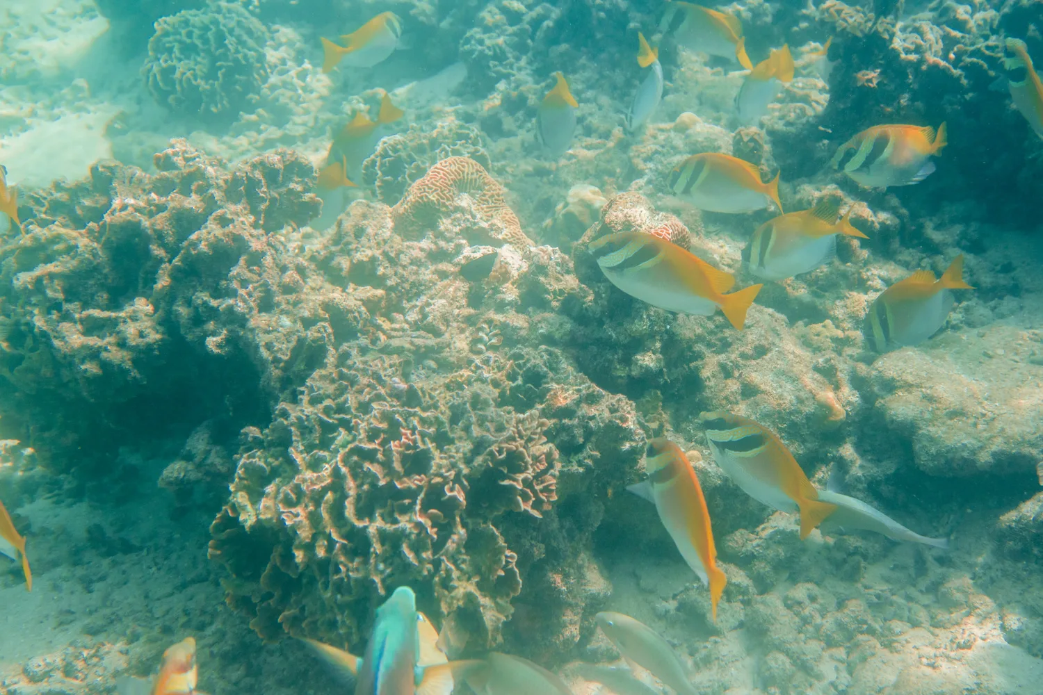 Schlechte Sicht beim Schnorcheln auf Koh Phangan