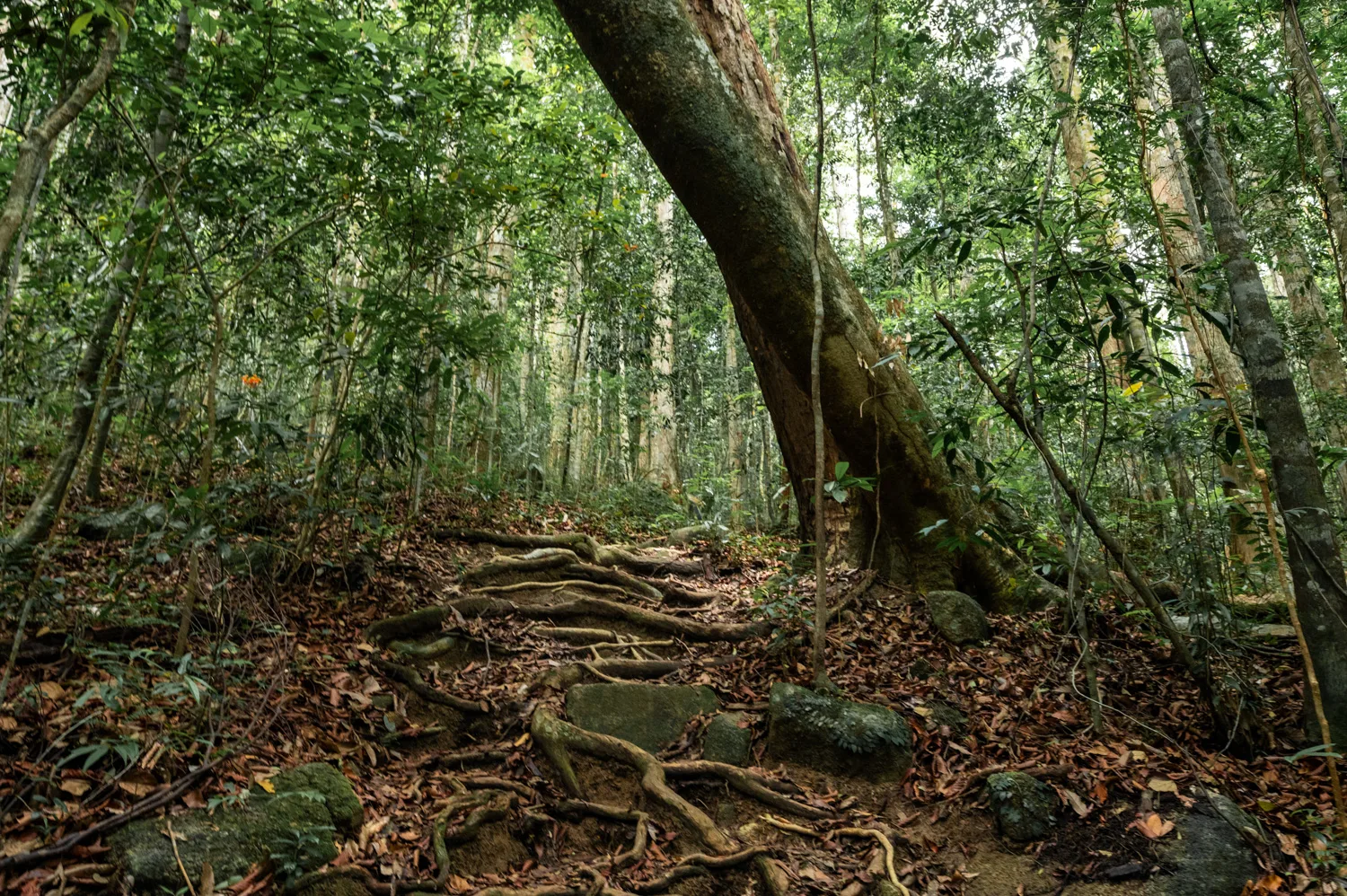 Wald entlang der Wanderung auf den Khao Ra auf Koh Phangan