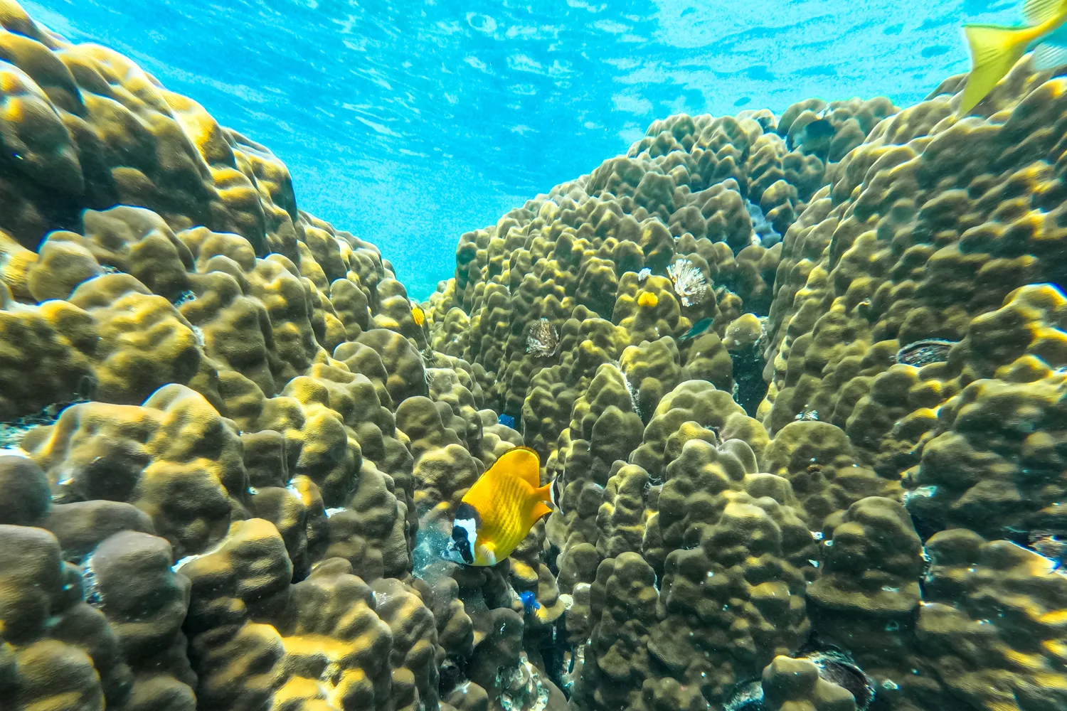 Koh Samui Ausflüge