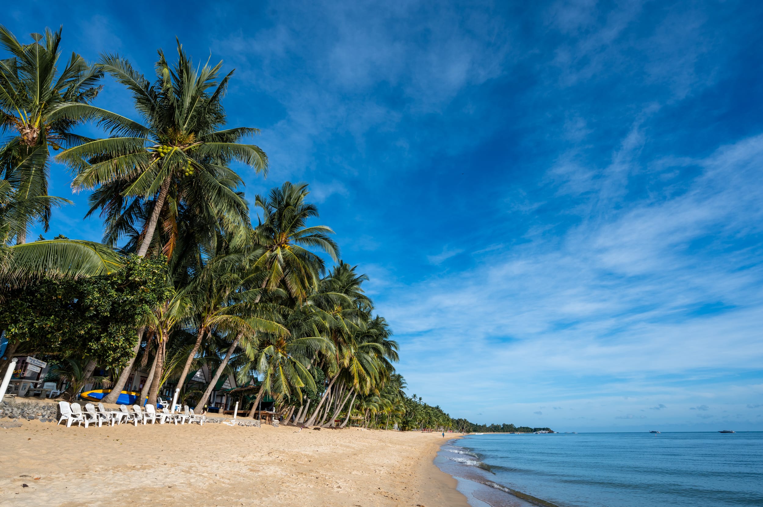 Viele Palmen entlang des Mae Nam Beach auf Koh Samui