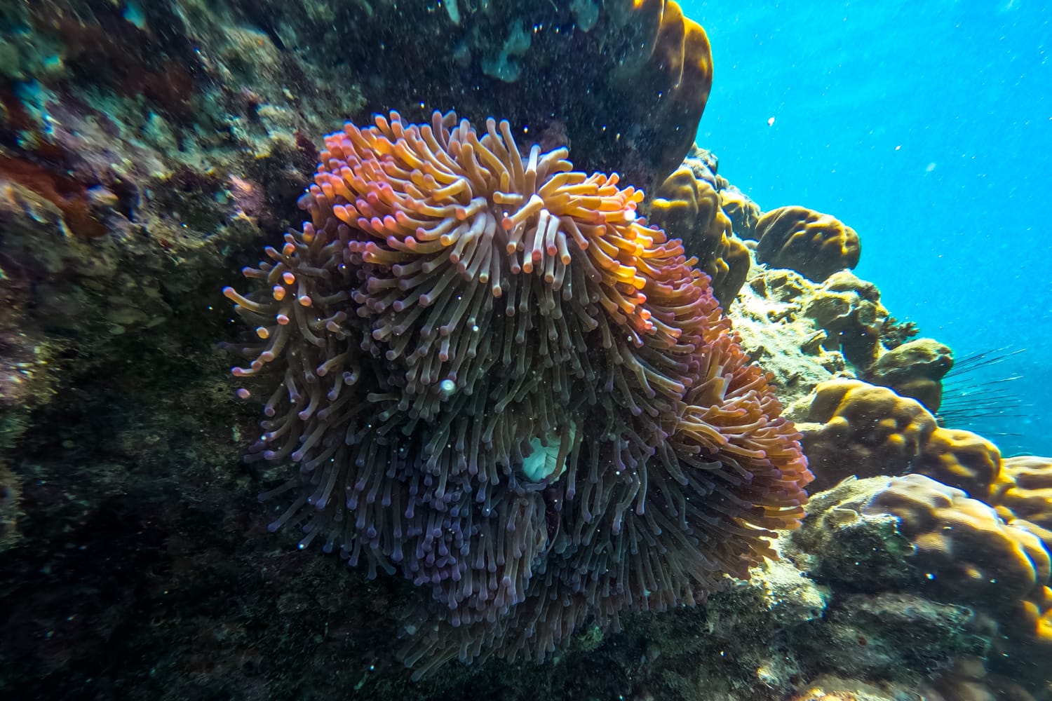 Korallen beim Tauchen auf Koh Tao