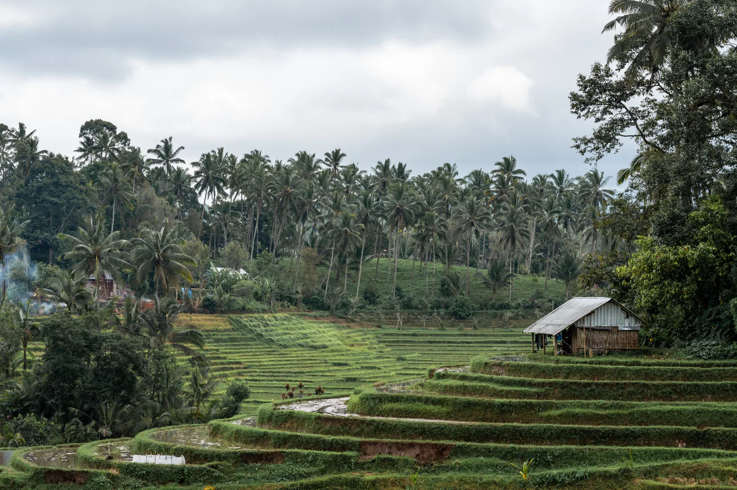 Belimbing Reisterrassen auf Bali
