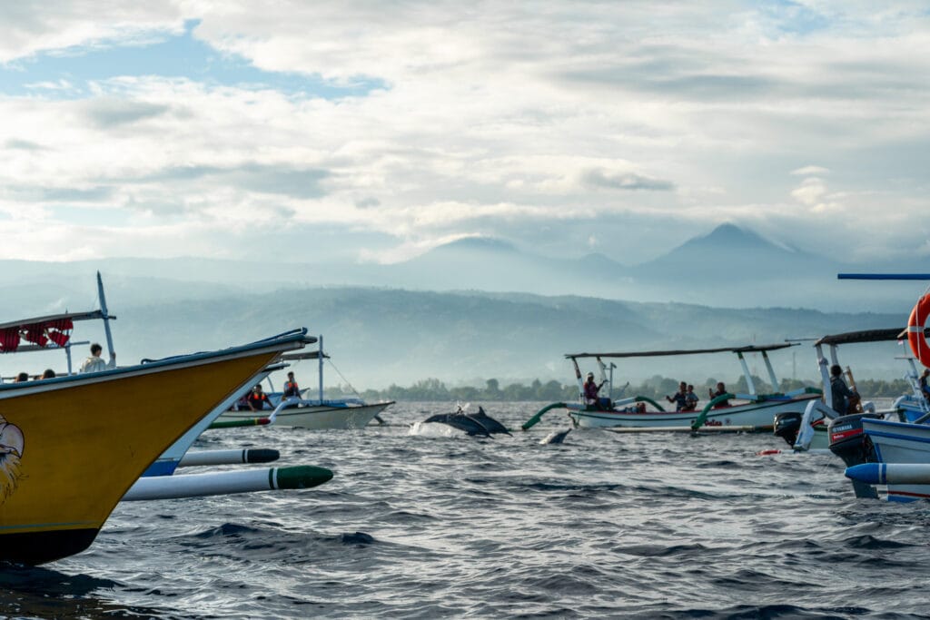 Delfine springen vor Balis Nordküste aus dem Wasser