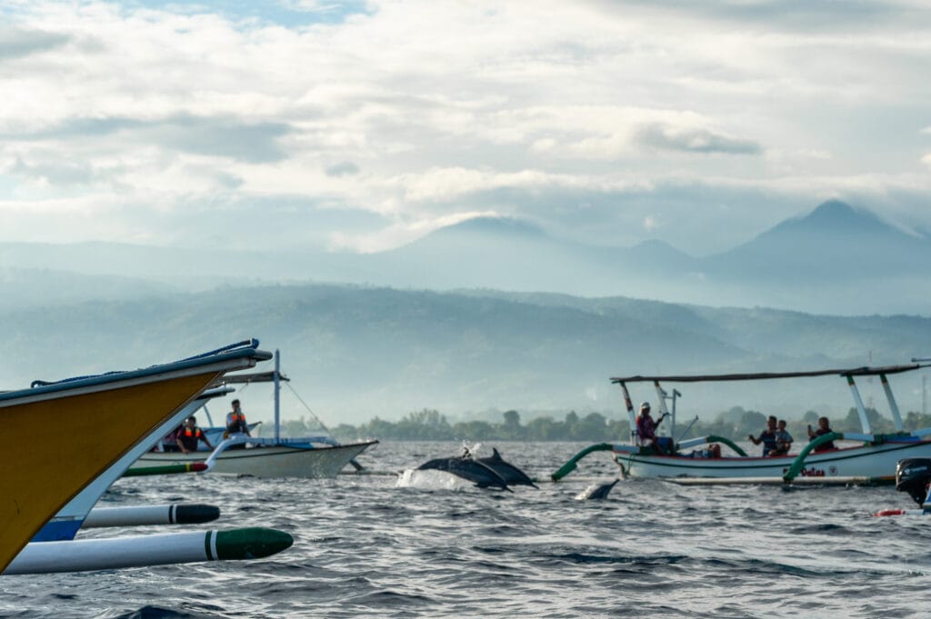 Delfine in Lovina auf Bali