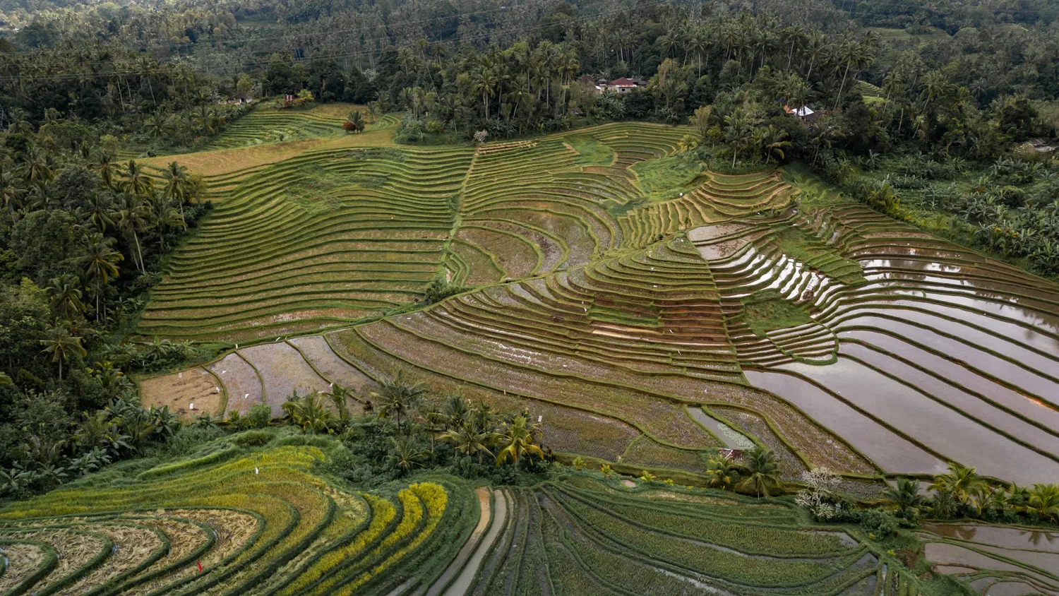 Drohnenfoto der Belimbing Reisterrassen