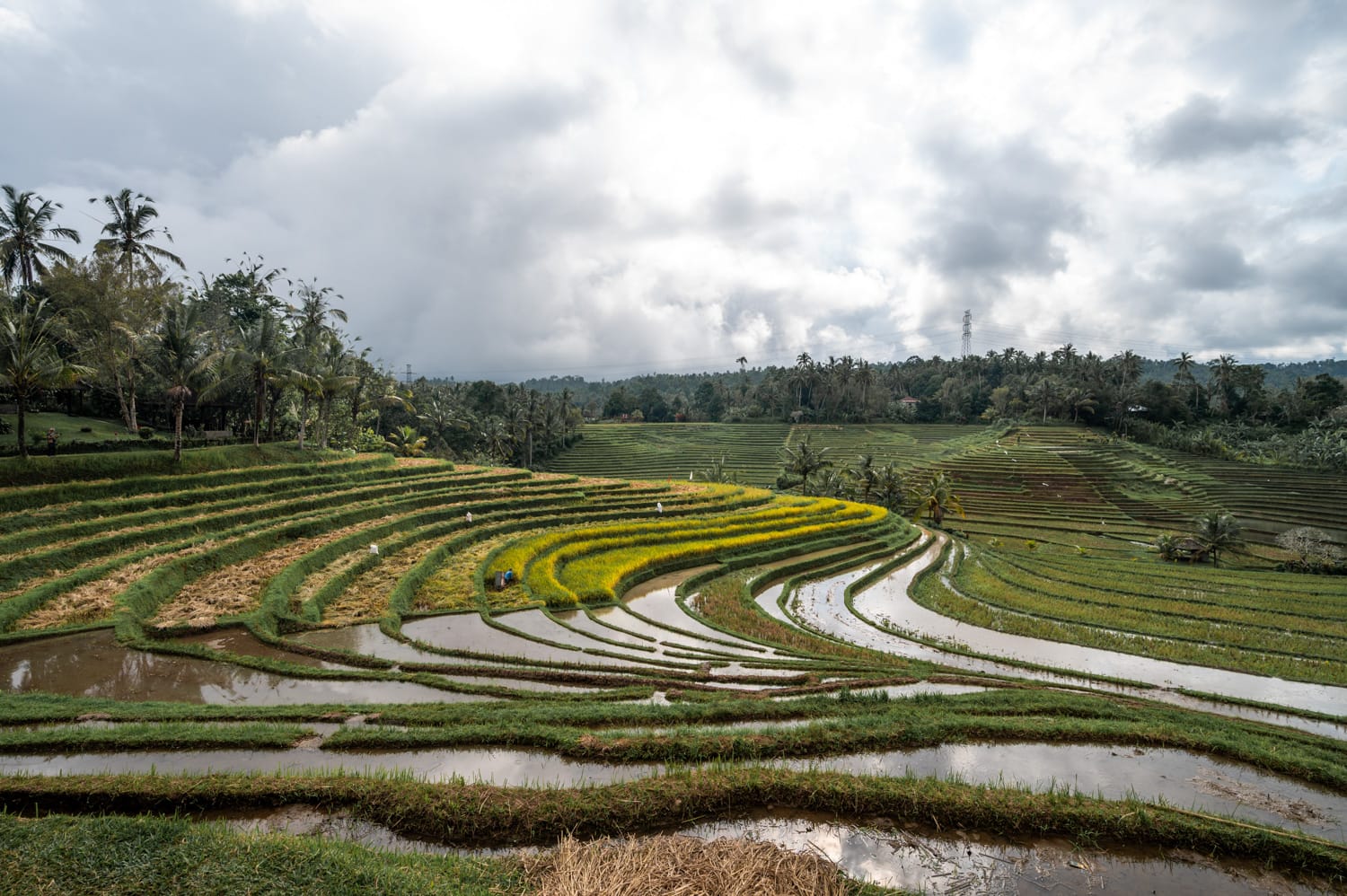 Lovina Bali (9) Belimbing Reisterrassen nach einem Regenschauer