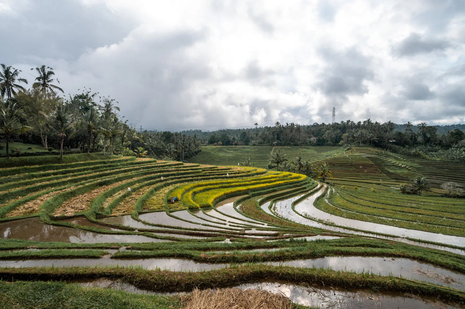 Belimbing Reisterrassen nach einem Regenschauer