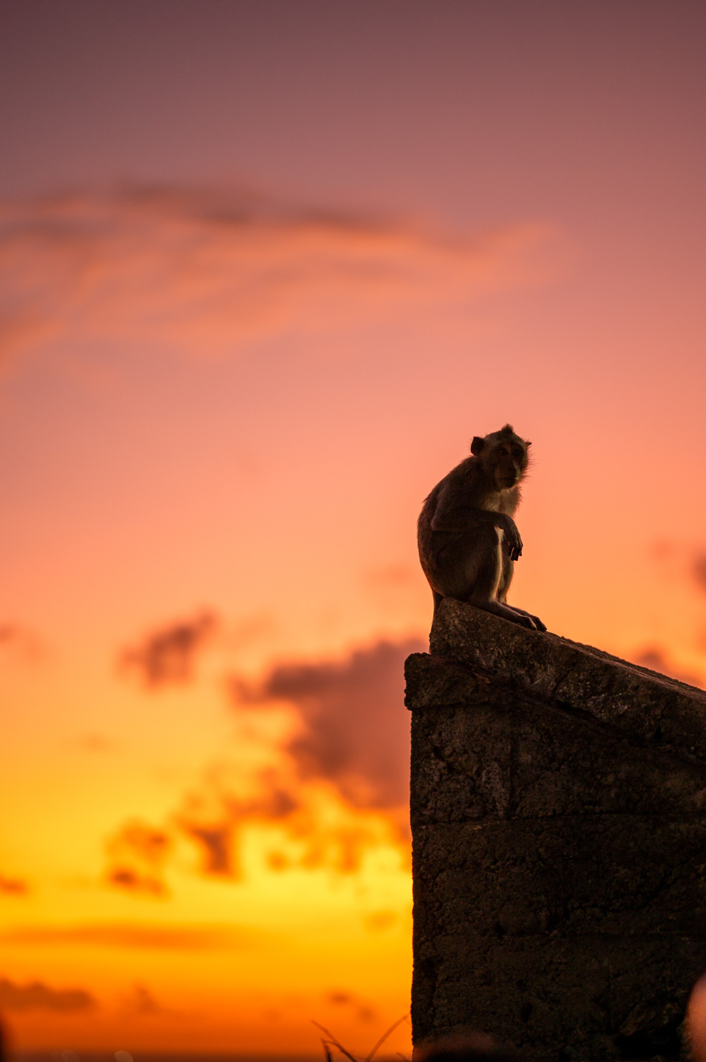 Pura Luhur Uluwatu Tempel Affe Affe im Pura Luhur Uluwatu Tempel