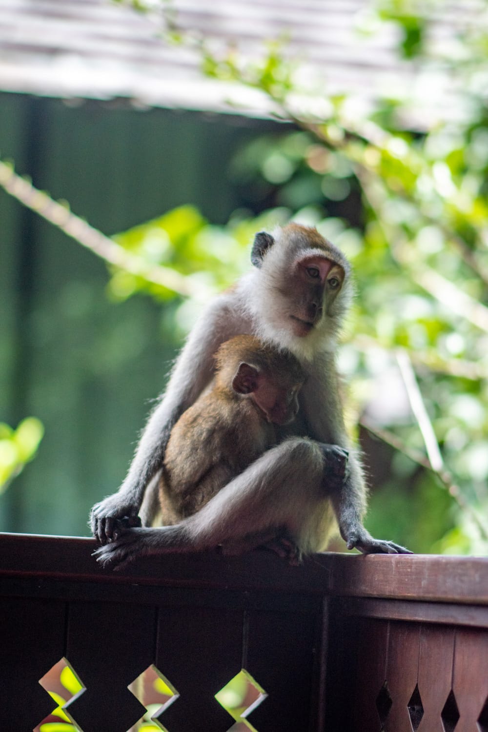 Railay Beach (17) Makaken auf der Railay-Halbinsel