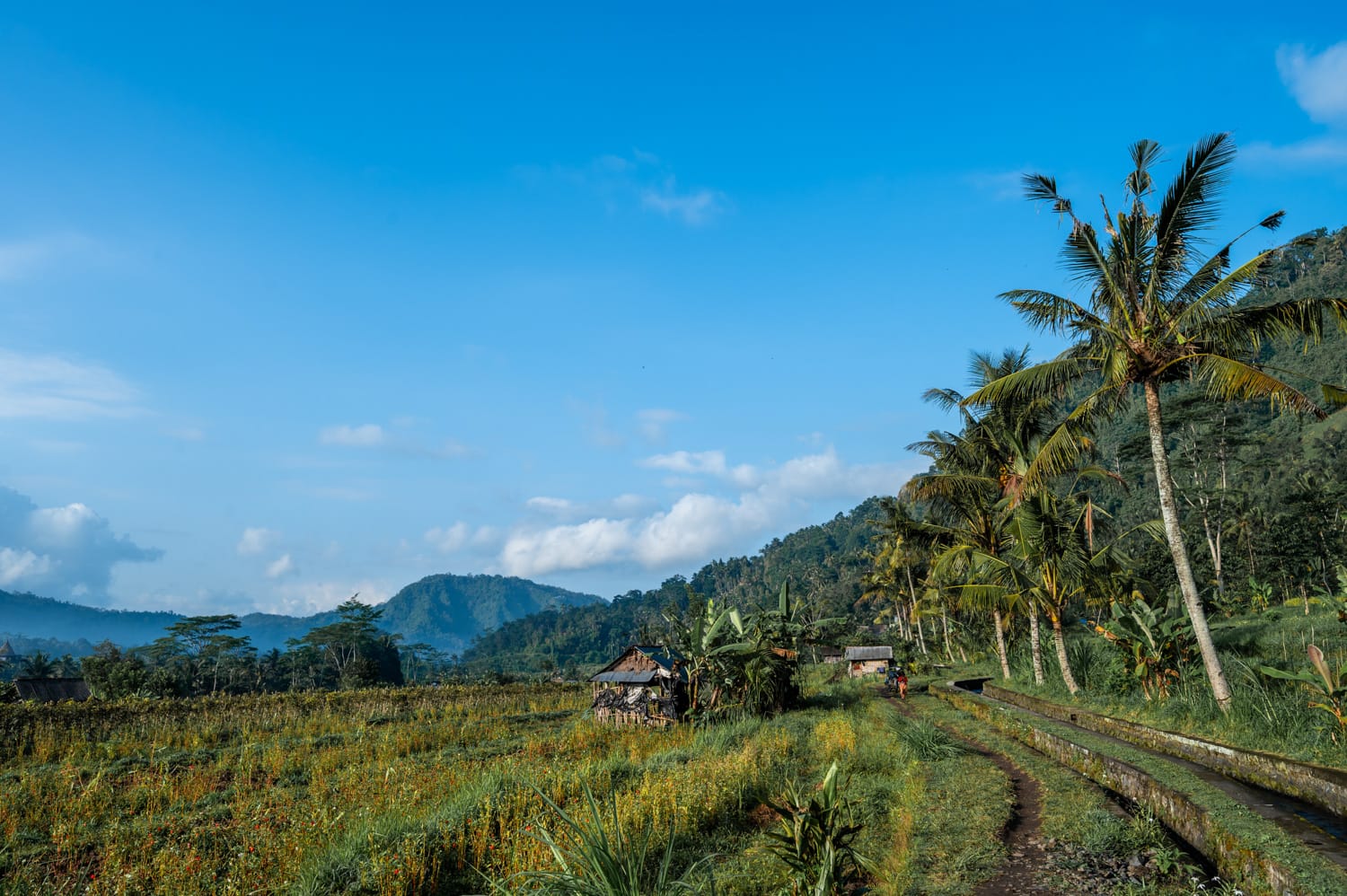 Reisfelder in Sidemen