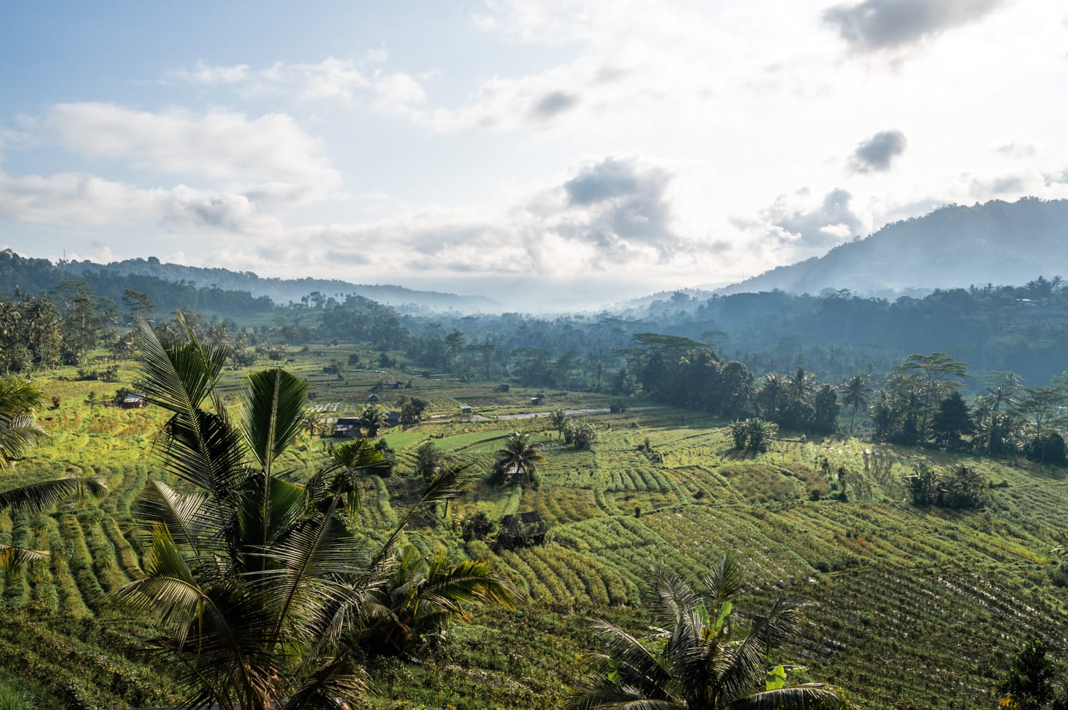 Ausblick auf die Reisfelder von Sidemen
