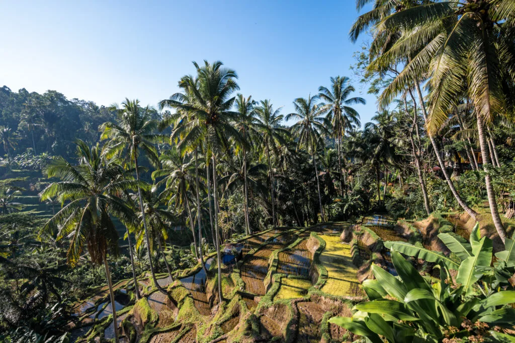 ubud