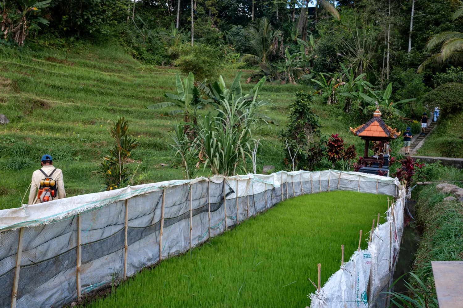 ubud