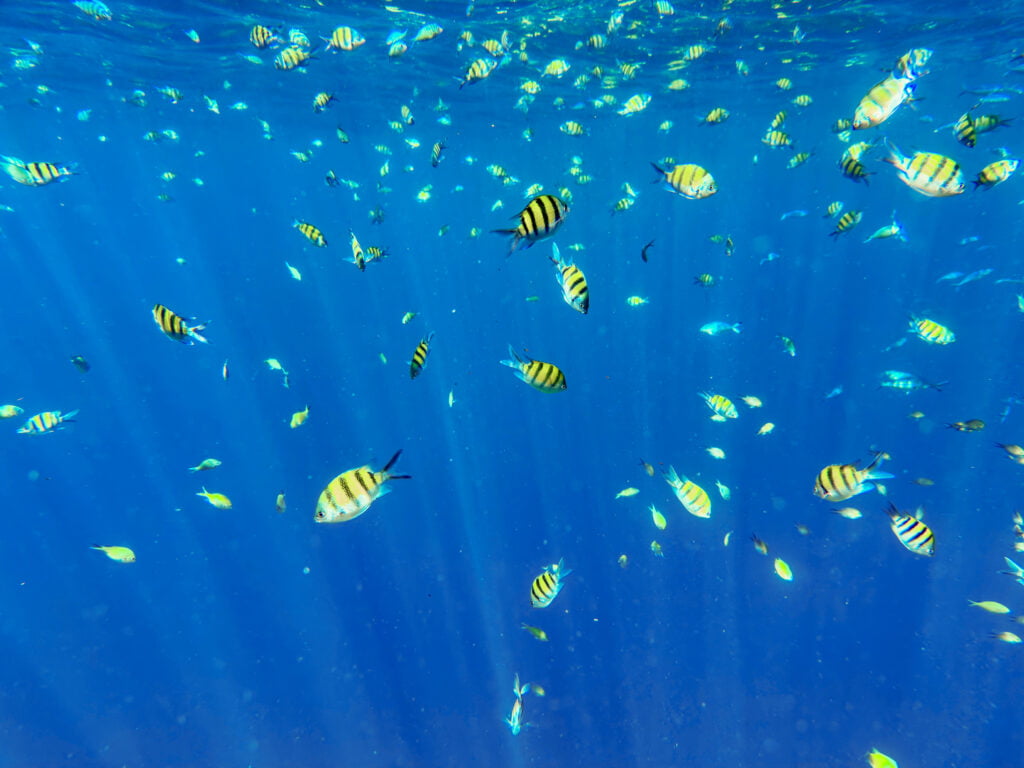 Viele Fische beim Schnorcheln auf den Surin Islands
