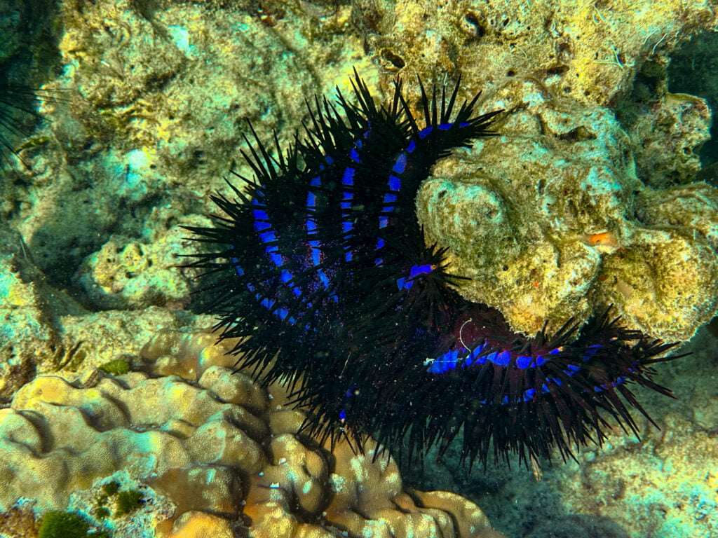 Die Unterwasserwelt der Surin Islands ist beeindruckend
