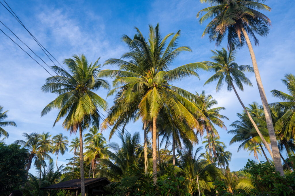 palmen auf koh mook