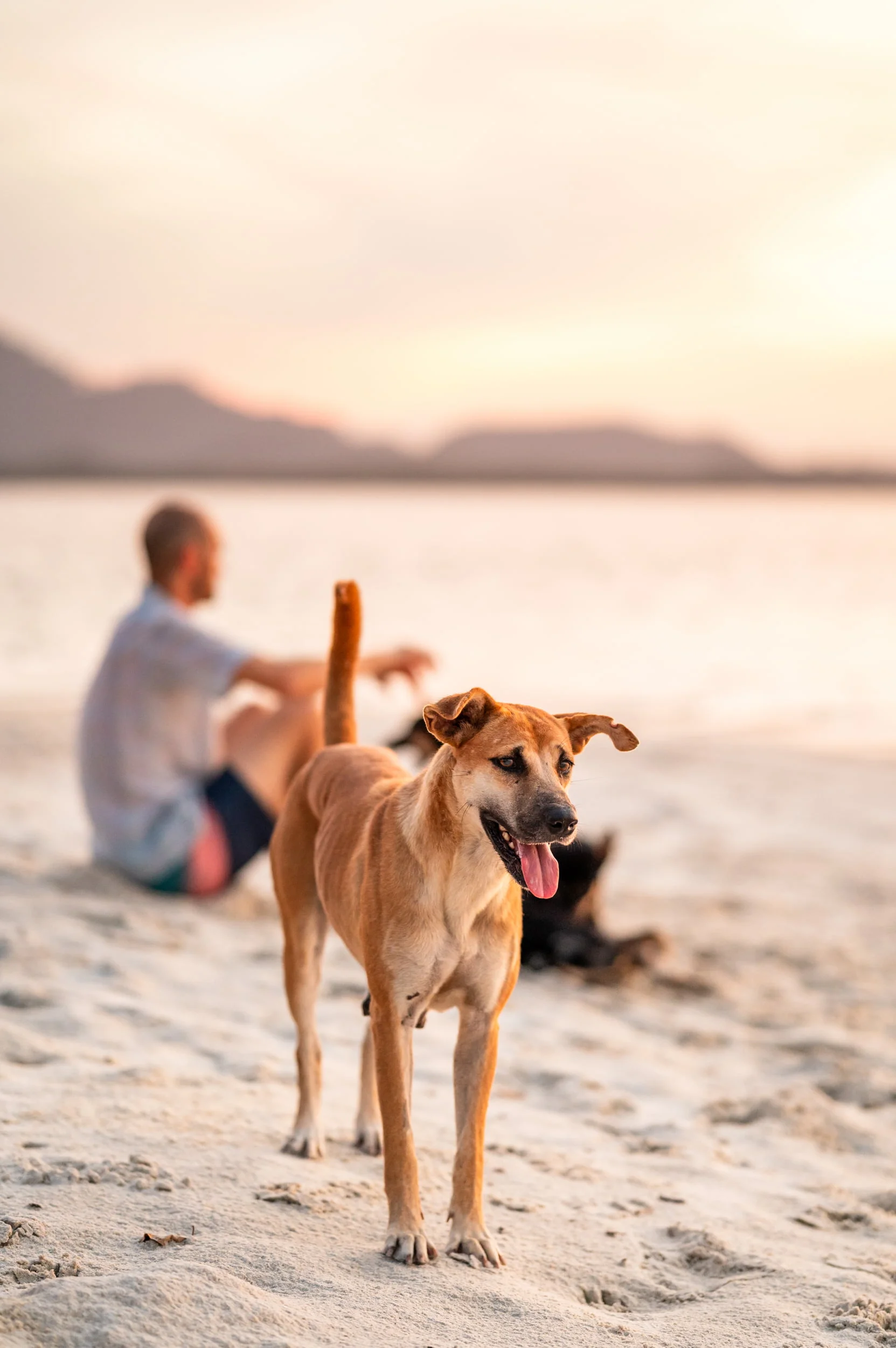 hund zum sonnenaufgang am pearl beach koh mook hund zum sonnenaufgang am pearl beach koh mook