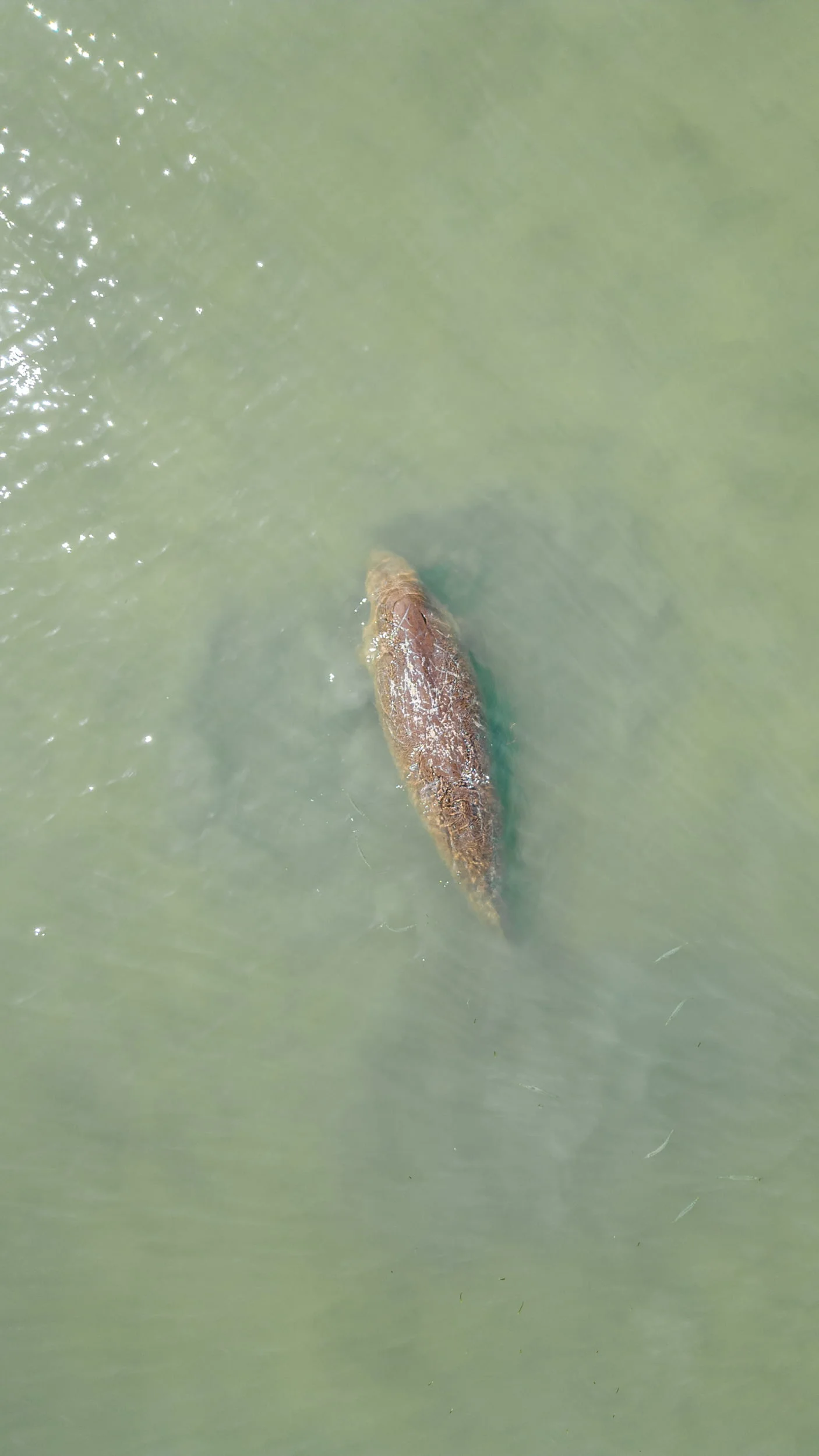 dugong auf koh mook dugong auf koh mook